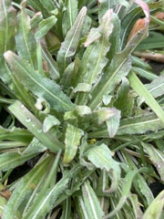 Camissoniopsis micrantha