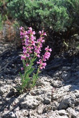 Penstemon confusus