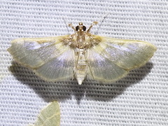 Apilocrocis brumalis