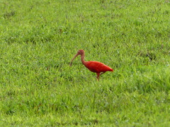 Eudocimus ruber