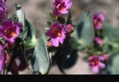 Penstemon immanifestus