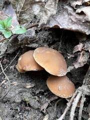 Psathyrella piluliformis