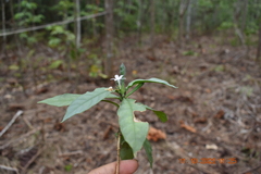 Pseuderanthemum lanceolatum