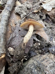 Psathyrella piluliformis