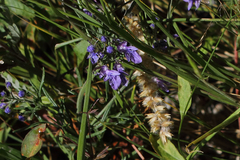 Teucrium orientale