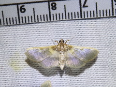 Apilocrocis brumalis