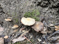 Psathyrella piluliformis