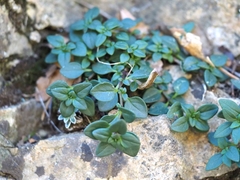 Chaenorhinum origanifolium