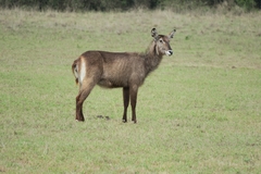 Kobus ellipsiprymnus