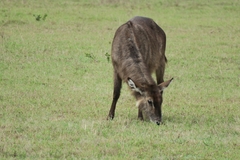 Kobus ellipsiprymnus