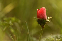 Anemone coronaria