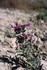 Penstemon immanifestus