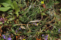 Teucrium orientale