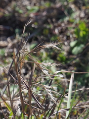 Schizachyrium littorale