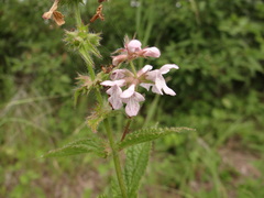 Stachys hispida