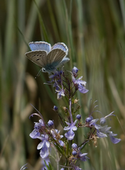 Teucrium orientale