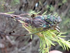 Amphipsalta zelandica