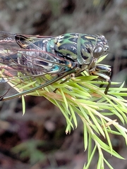 Amphipsalta zelandica