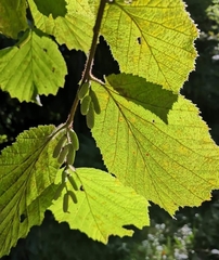 Corylus avellana