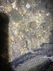 Galaxiiformes