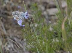 Teucrium orientale