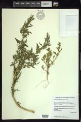 Oxybasis rubra rubra