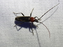 Stenosphenus dolosus