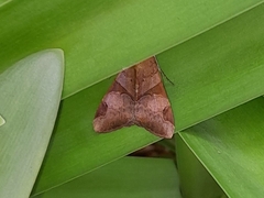 Melipotis fasciolaris