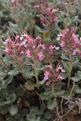 Teucrium chamaedrys