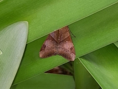 Melipotis fasciolaris