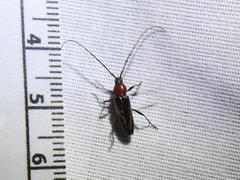 Stenosphenus dolosus