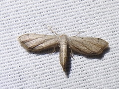 Euacidalia