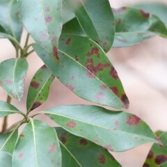 Diaporthe kalmiae