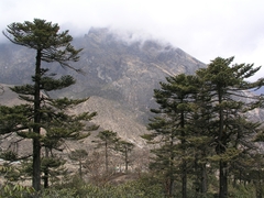Pinus wallichiana
