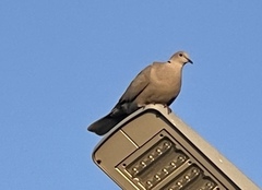 Streptopelia decaocto