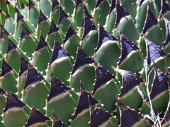 Aloe polyphylla image