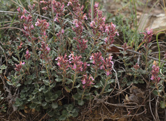 Teucrium chamaedrys