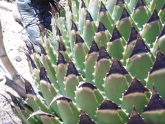 Aloe polyphylla image