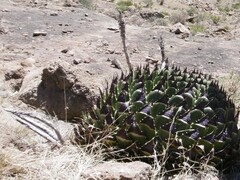 Aloe polyphylla image