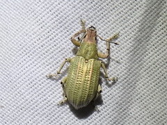 Compsus auricephalus