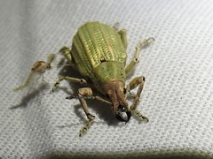 Compsus auricephalus