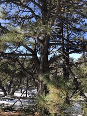Pinus canariensis