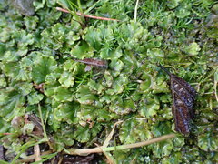 Marchantia polymorpha