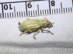 Compsus auricephalus