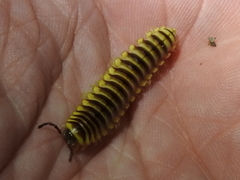 Rhysodesmus texicolens