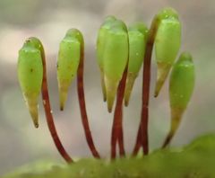 Dendrohypopterygium filiculiforme