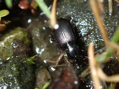 Agonum punctiforme