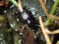 Agonum punctiforme