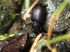 Agonum punctiforme