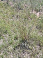 Andropogon lateralis